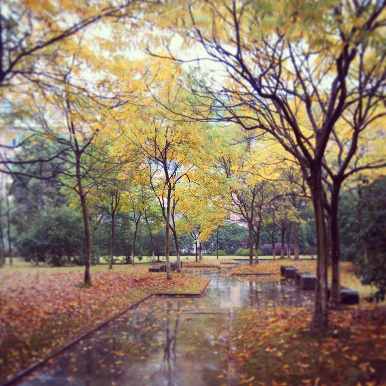 雨中秋景